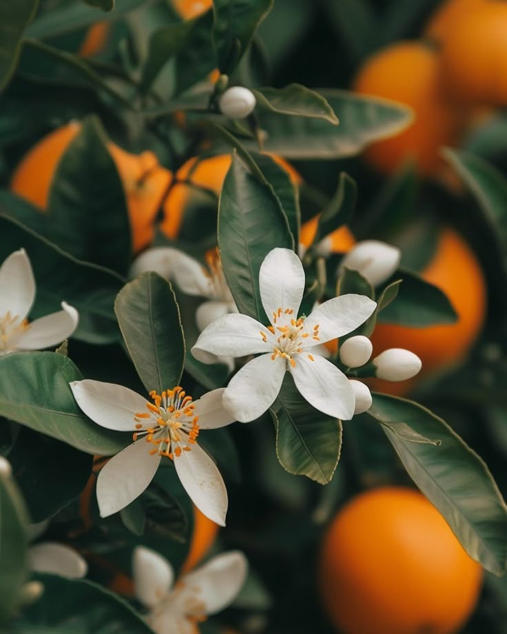 Orange Blossom