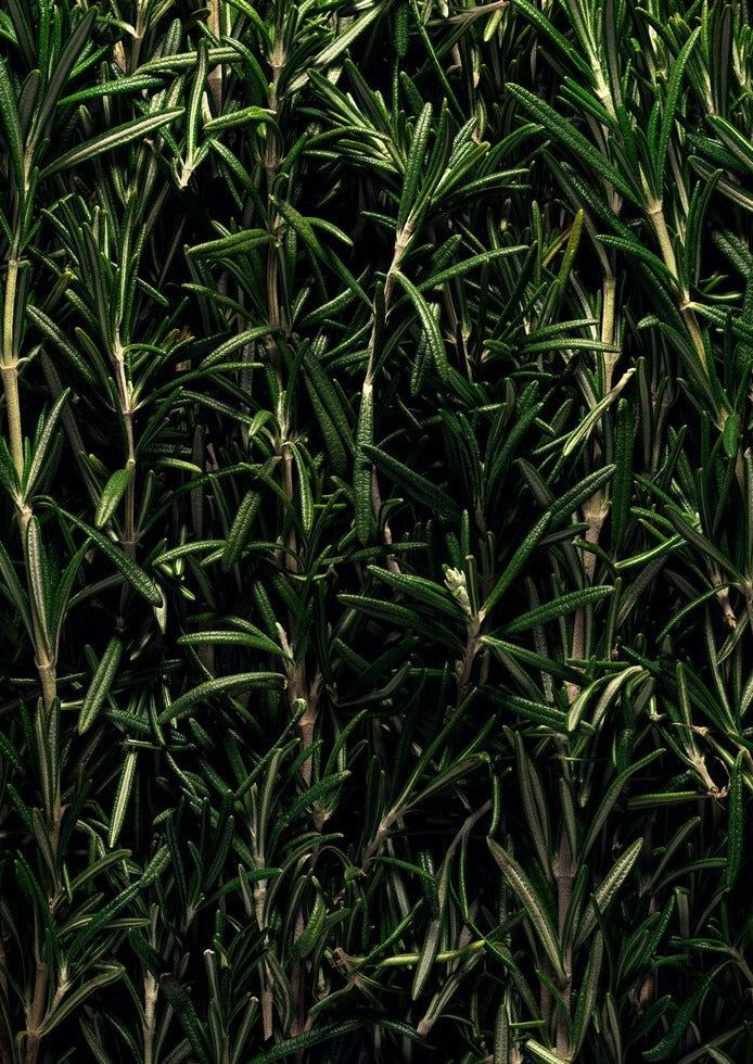 Rosemary

